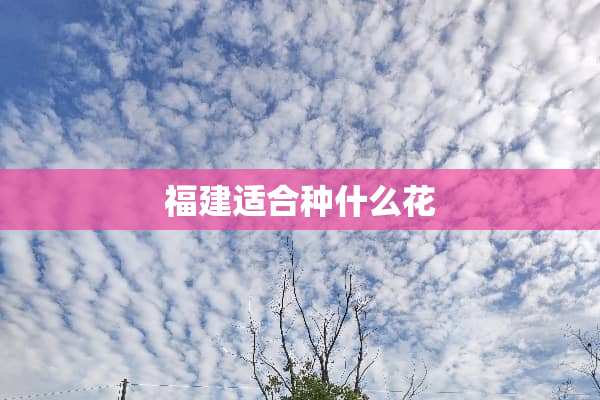 福建适合种什么花
