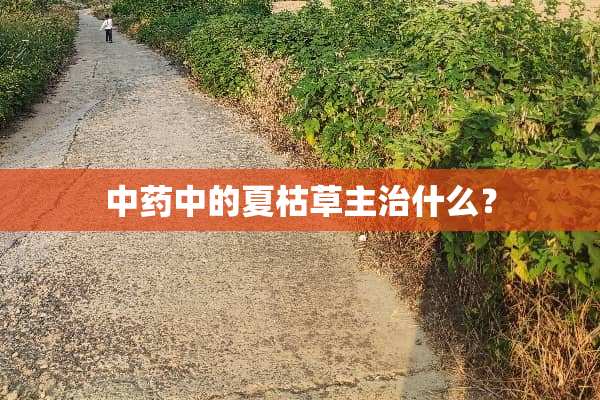 中药中的夏枯草主治什么？
