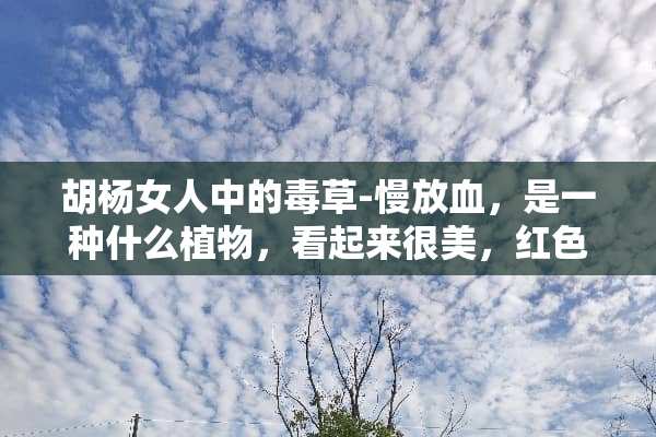 胡杨女人中的毒草-慢放血，是一种什么植物，看起来很美，红色的