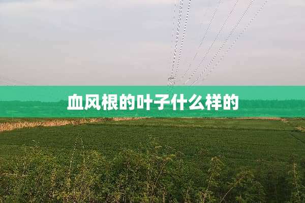 血风根的叶子什么样的