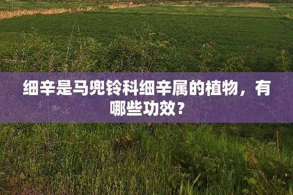 细辛是马兜铃科细辛属的植物，有哪些功效？