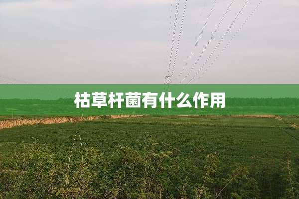 枯草杆菌有什么作用