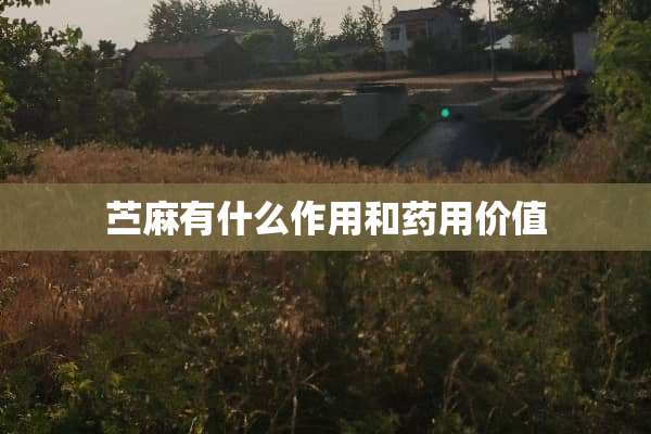 苎麻有什么作用和药用价值