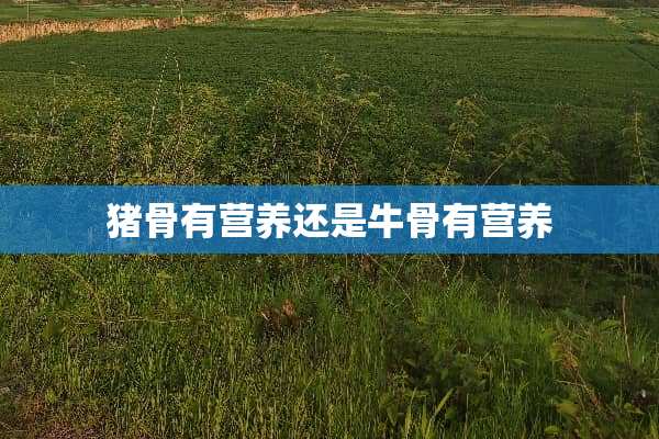 猪骨有营养还是牛骨有营养