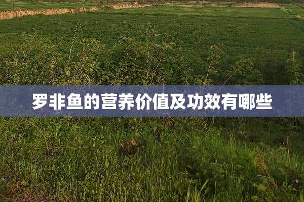 罗非鱼的营养价值及功效有哪些