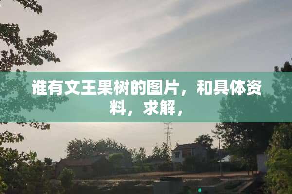 谁有文王果树的图片，和具体资料，求解，