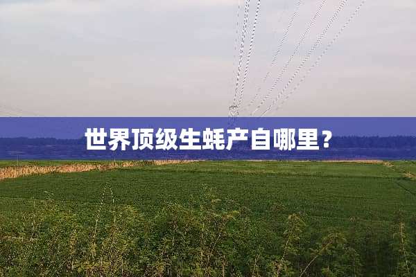 世界**生蚝产自哪里？
