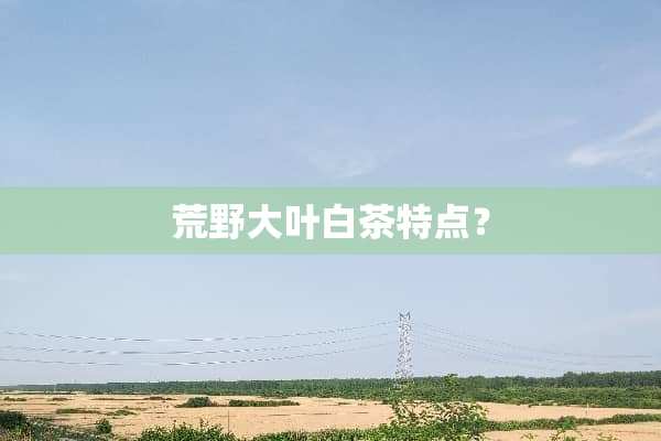 荒野大叶白茶特点？