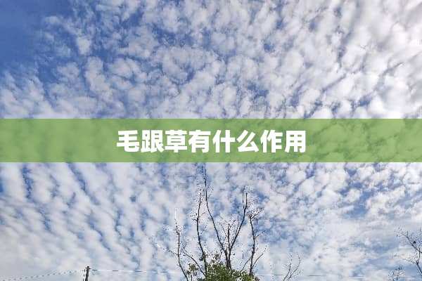 毛跟草有什么作用