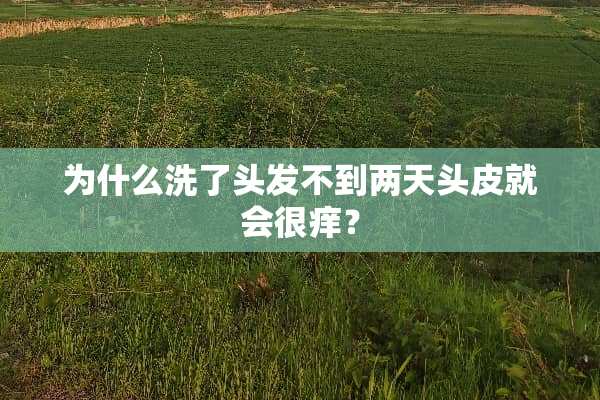 为什么洗了头发不到两天头皮就会很痒？