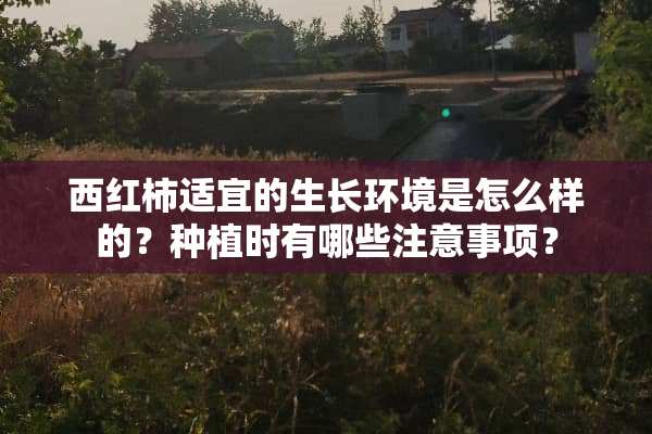 西红柿适宜的生长环境是怎么样的？种植时有哪些注意事项？