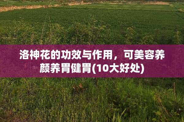 洛神花的功效与作用，可美容养颜养胃健胃(10大好处)
