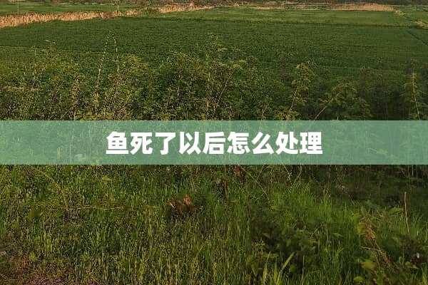 鱼死了以后怎么处理