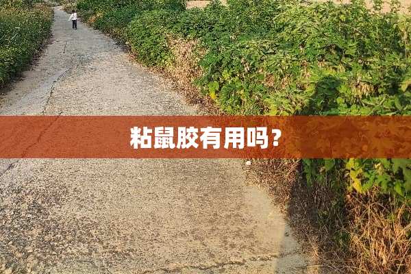 粘鼠胶有用吗？