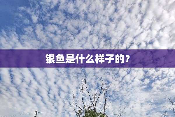 银鱼是什么样子的？