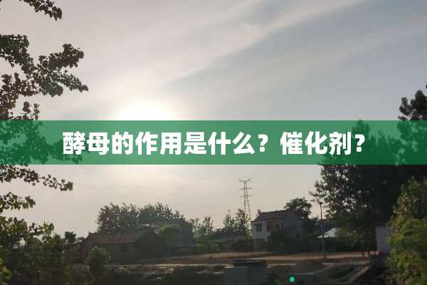 酵母的作用是什么？催化剂？