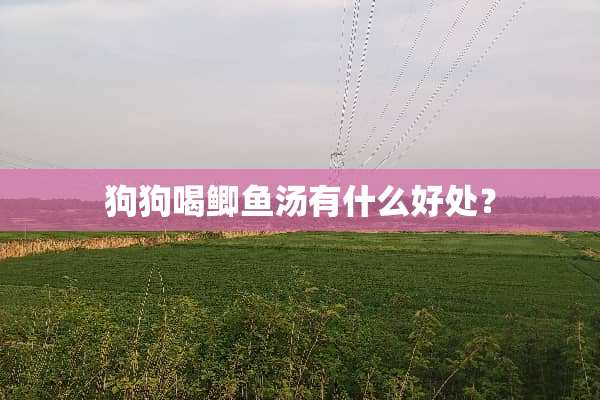 狗狗喝鲫鱼汤有什么好处？