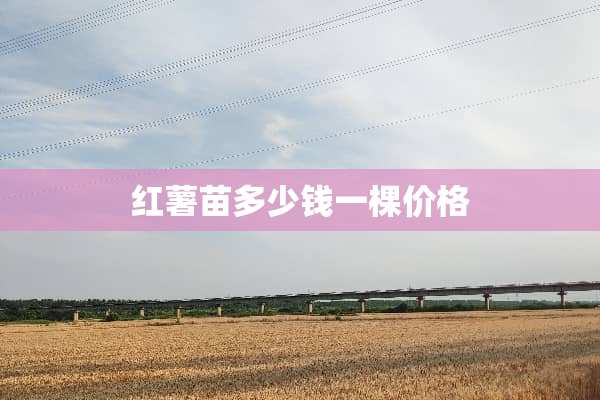 红薯苗多少钱一棵价格