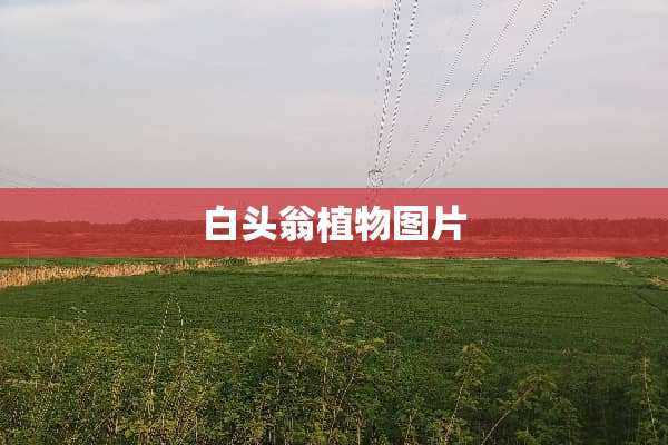 白头翁植物图片