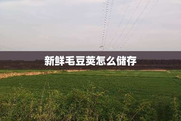 新鲜毛豆荚怎么储存
