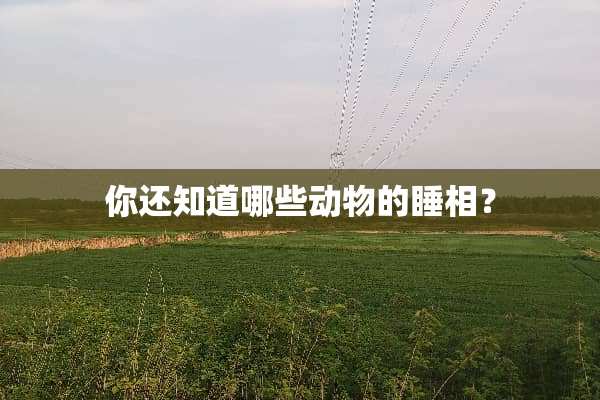 你还知道哪些动物的睡相？