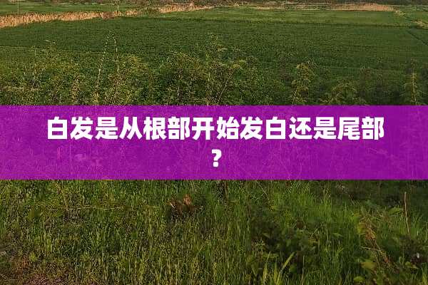 白发是从根部开始发白还是尾部？