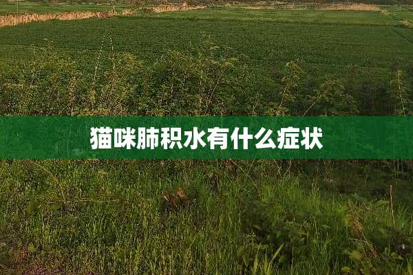 猫咪肺积水有什么症状