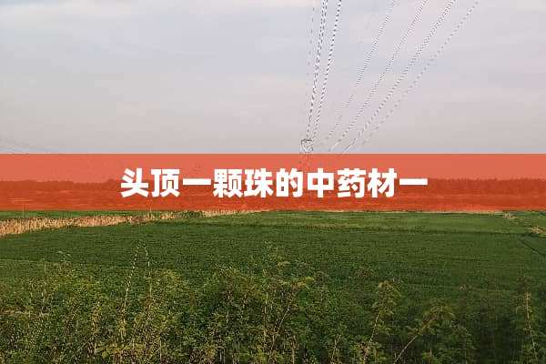 头顶一颗珠的中药材一