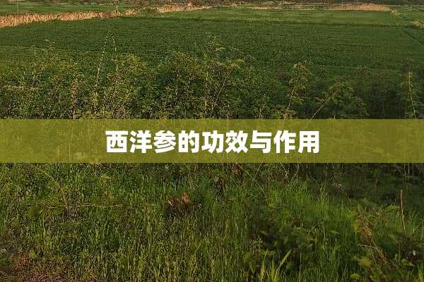 西洋参的功效与作用