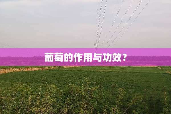 葡萄的作用与功效？