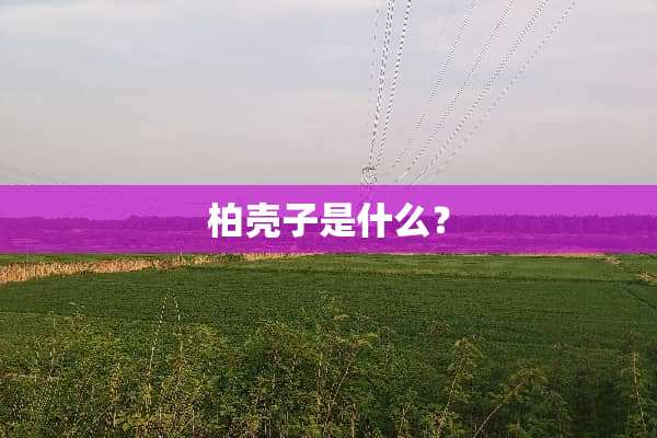 柏壳子是什么？