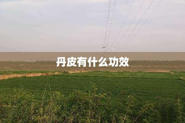 丹皮有什么功效