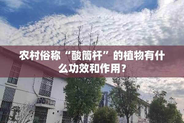农村俗称“酸筒杆”的植物有什么功效和作用？