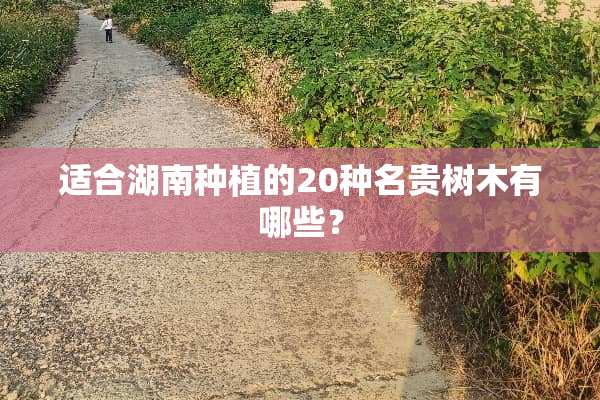 适合湖南种植的20种名贵树木有哪些？