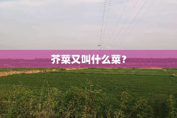 芥菜又叫什么菜？