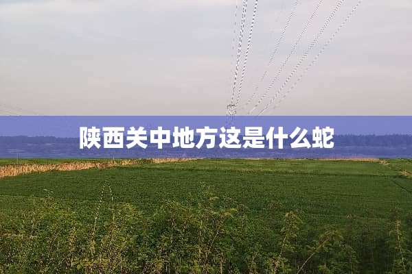 陕西关中地方这是什么蛇