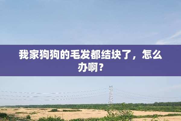 我家狗狗的毛发都结块了，怎么办啊？
