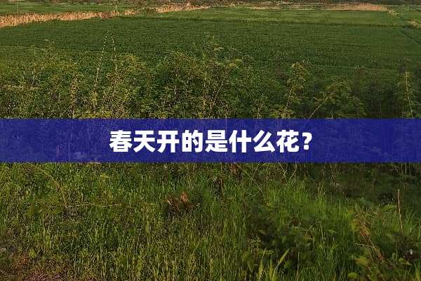 春天开的是什么花？