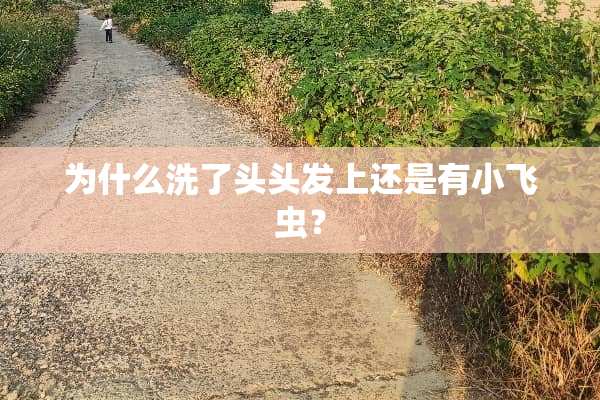为什么洗了头头发上还是有小飞虫？