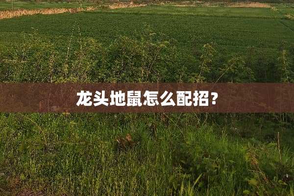 龙头地鼠怎么配招？