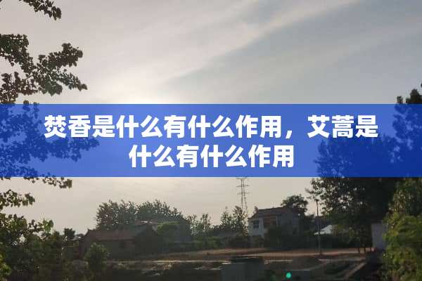 焚香是什么有什么作用，艾蒿是什么有什么作用