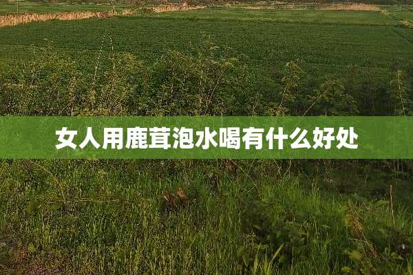女人用鹿茸泡水喝有什么好处