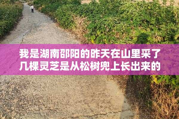 我是湖南邵阳的昨天在山里采了几棵灵芝是从松树兜上长出来的，请问是否的泡酒喝，谢谢