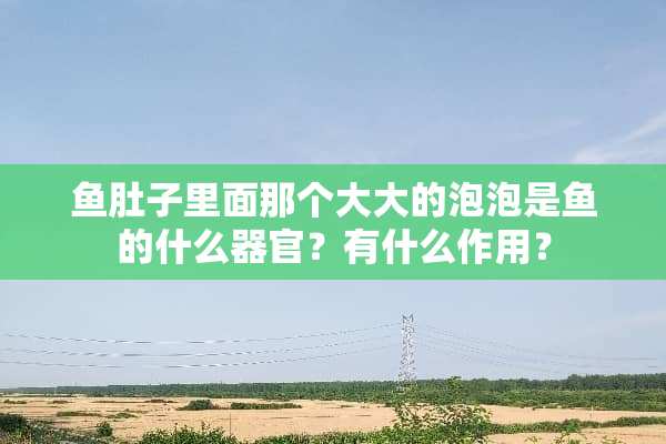 鱼肚子里面那个大大的泡泡是鱼的什么**？有什么作用？