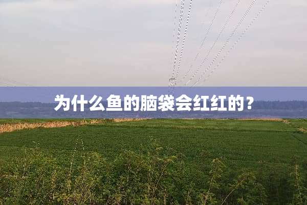 为什么鱼的脑袋会红红的？