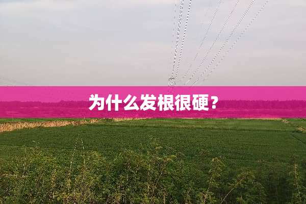 为什么发根很硬？