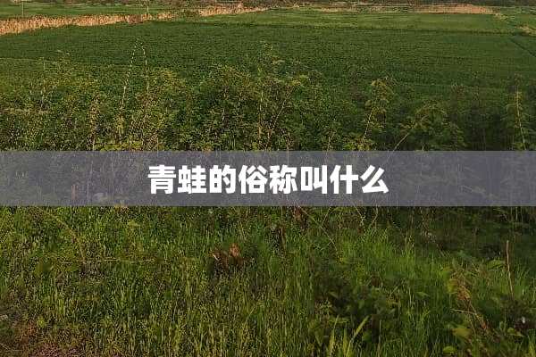 青蛙的俗称叫什么