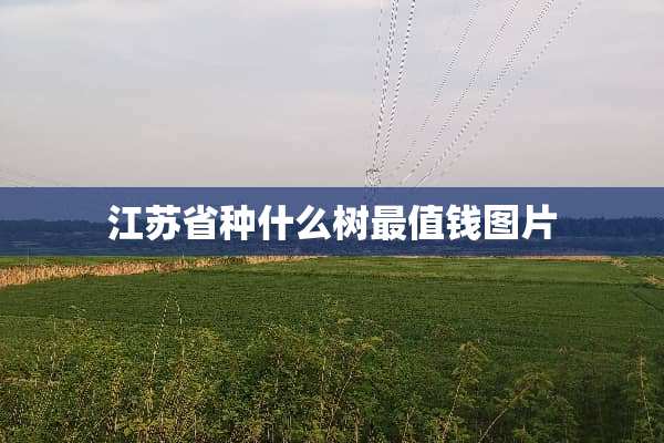 江苏省种什么树最值钱图片