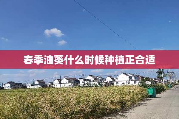 春季油葵什么时候种植正合适