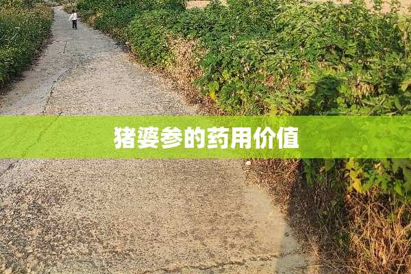 猪婆参的药用价值
